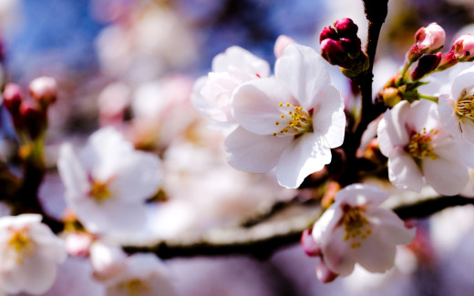 506557 (a): :2560x1600